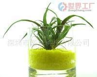 批发无土桌面绿植 艺术盆栽与花卉盆景的礼品新风尚