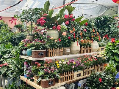 春风有信花为礼！妇女节济南鲜花销售火爆，礼品花卉成热门选择