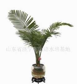 水培花卉之国王椰子的静水培育与养老服务结合