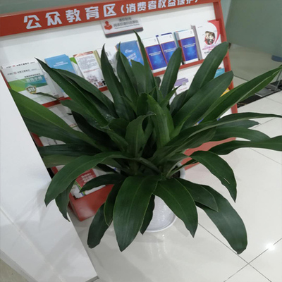 电子商务如何推动绵阳绿植租赁与礼品花卉销售的发展