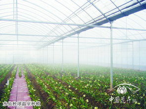 施家花厢 崇明水仙的传承与创新