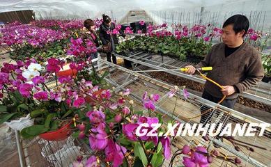 贵阳 礼品花卉销售热潮涌动，助推产业繁荣新篇章