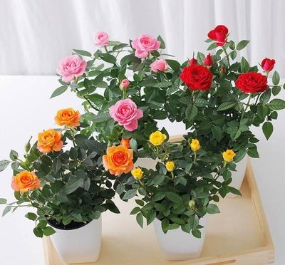 微型盆栽玫瑰花 四季花开，妆点生活的馈赠佳品
